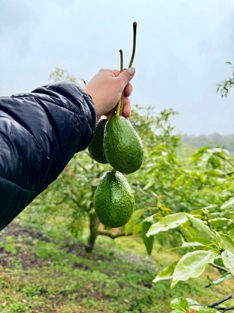 imagen de whatsapp 2025 10 20 a las 15.41.39 8f462554