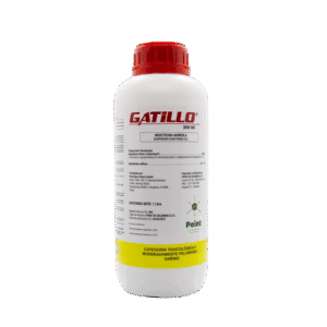 wheat from organic farms